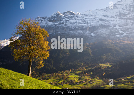 Herbst Farbe & Almwiese, Wetterhorn & Grindelwald, Berner Oberland, Schweiz Stockfoto
