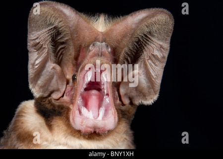 Harrisons großohriges Freischwanzbat (Otomops harrisoni)-Porträt, Zentralkenia. Stockfoto