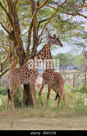 Masai Giraffen spielen Kampf, Zentralkenia. Stockfoto