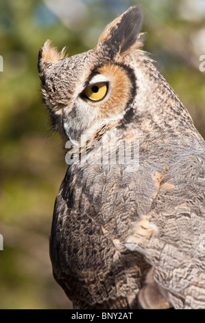 Gemeinsame große gehörnte Eule, Bubo Virginianus Virginianus, Minnesota, USA Stockfoto