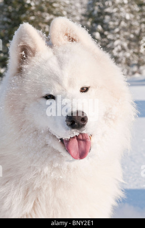 Samoyed Hund, Bjelkier, im Schnee Stockfoto