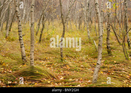 Papier-Birken, Sieur De Monts, Acadia National Park, Maine, USA Stockfoto