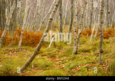 Papier-Birken, Sieur De Monts, Acadia National Park, Maine, USA Stockfoto