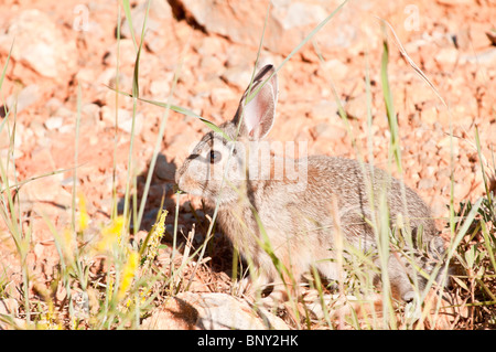 Östlichen Cottontail, Sylvilagus Floridanus, Custer State Park, South Dakota, USA Stockfoto