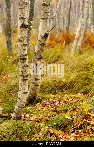 Papier-Birken, Sieur De Monts, Acadia National Park, Maine, USA Stockfoto