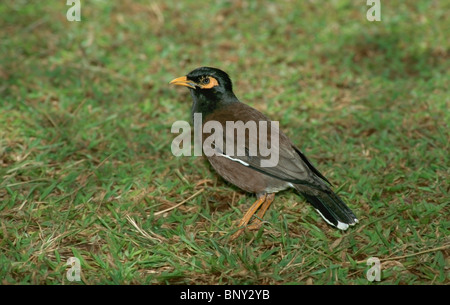 Gemeinsame Myna Stockfoto