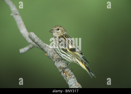 Pine Siskin Stockfoto
