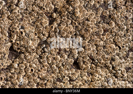 Eichel Seepocken auf Felsen bei Ebbe. (Semibalanus Balanoides) Stockfoto