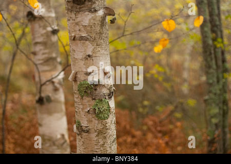 Papier-Birken, Sieur De Monts, Acadia National Park, Maine, USA Stockfoto