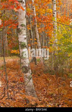 Papier-Birken, Sieur De Monts, Acadia National Park, Maine, USA Stockfoto