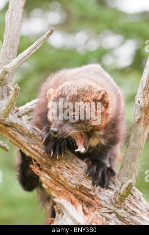 Fisher, Martes Pennanti, Minnesota, USA Stockfoto