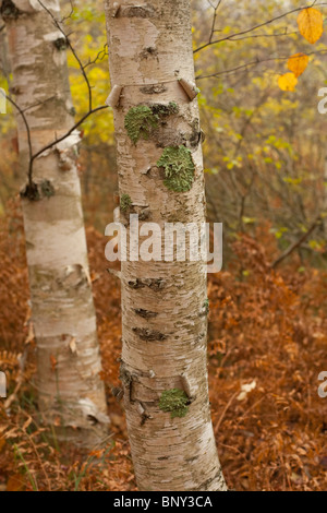 Papier-Birken, Sieur De Monts, Acadia National Park, Maine, USA Stockfoto