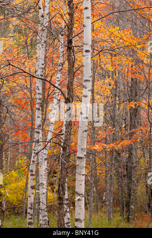 Papier-Birke und Ahornbäume, Sieur De Monts, Acadia National Park, Maine, USA Stockfoto