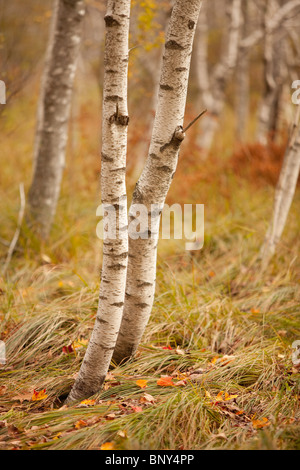 Papier Birkenstämmen, Sieur de Monts, Acadia National Park, Maine, USA Stockfoto