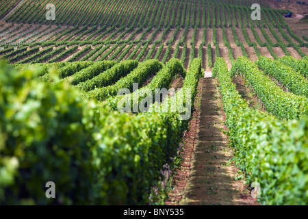 Weinberg in der renommierten Pipers River Wein-Region im Nordosten Tasmaniens. Pipers River, Tasmanien, Australien Stockfoto