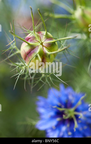 Nigella Damascena. Love-in-a-Mist Samenkapseln und Blumenmuster Stockfoto