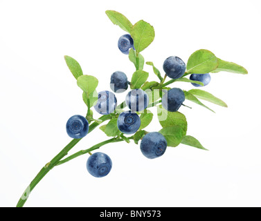 Reife Heidelbeeren auf dem Ast über weiß. Stockfoto