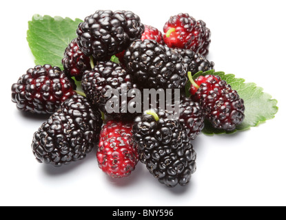 Gruppe von Maulbeeren mit einem Blättern. Isoliert auf weißem Hintergrund. Stockfoto