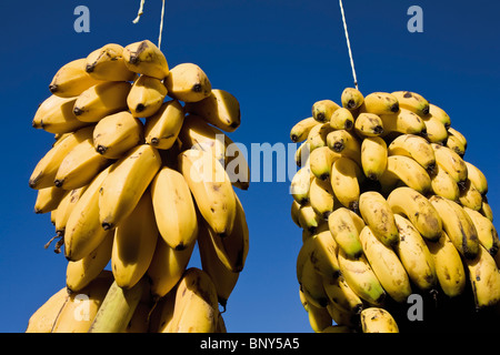 Marokko, Bananenstauden hängen im Markt Stockfoto