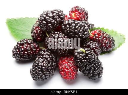 Gruppe von Maulbeeren mit einem Blättern. Isoliert auf weißem Hintergrund. Stockfoto