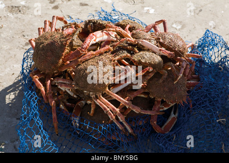 Stachelige Spider Krabben fangfrisch Stockfoto