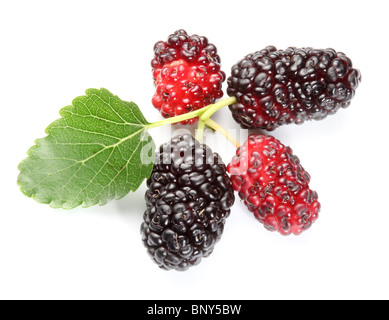 Gruppe von Maulbeeren mit einem Blättern. Isoliert auf weißem Hintergrund. Stockfoto