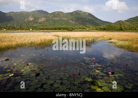 Seerosen auf der Oberfläche eines Sees, Con Son Island, Vietnam Stockfoto