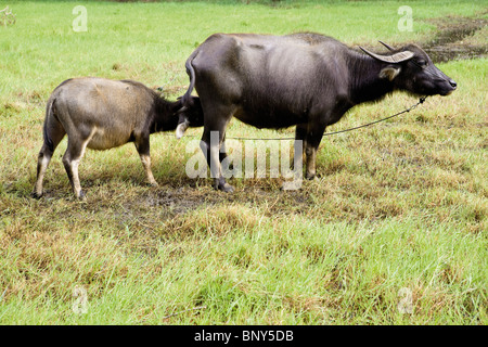 Wasserbüffel und Kalb in einem Reisfeld Stockfoto