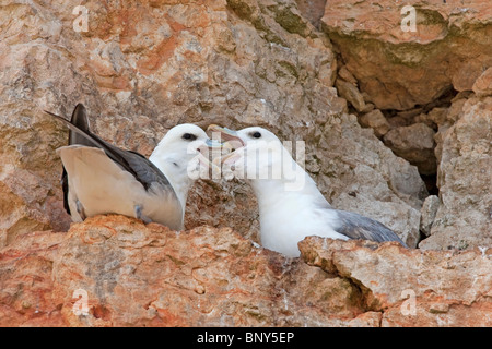 nördlichen Fulmar (Fulmarus Cyclopoida) paar Vögel in Balz am nisten auf Klippe, Hunstanton, Norfolk, England, UK, Europa Stockfoto