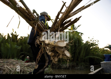 Mann laden frisch schneiden Zuckerrohr auf Boot angedockt am Mekong River, Vietnam Stockfoto