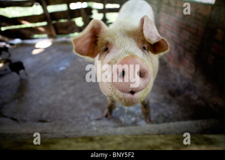 Bauernhof Schwein im Stift, Mangthit Dorf, Provinz Vinh Long, Vietnam Stockfoto