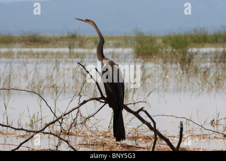 Afrikanische Darter (Anhinga Rufa) Erwachsenen stehen auf Ast über dem Wasser, Lake Baringo, Kenia, Ostafrika Stockfoto