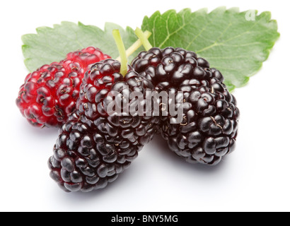 Gruppe von Maulbeeren mit einem Blättern. Isoliert auf weißem Hintergrund. Stockfoto