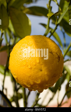 Orange wächst am Baum, Nahaufnahme Stockfoto