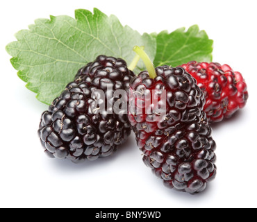 Gruppe von Maulbeeren mit einem Blättern. Isoliert auf weißem Hintergrund. Stockfoto