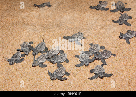 Jungtiere der Unechten Karettschildkröte, Caretta Caretta, Umzug von Nest zum Meer in der Nacht, Banga Nek, Kwazulu Natal, Südafrika Stockfoto