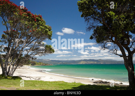 Pohutukawa Baum und Strand, Kuaotunu, Coromandel Halbinsel, Nordinsel, Neuseeland Stockfoto