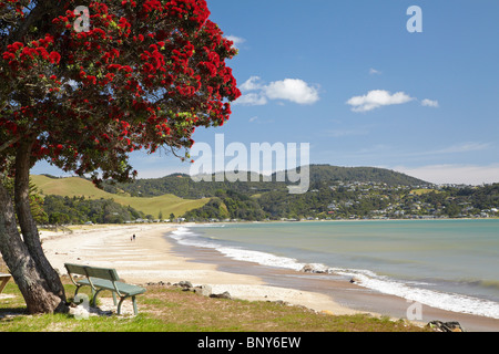 Pohutukawa Baum und Buffalo Beach, Whitianga, Coromandel Halbinsel, Nordinsel, Neuseeland Stockfoto