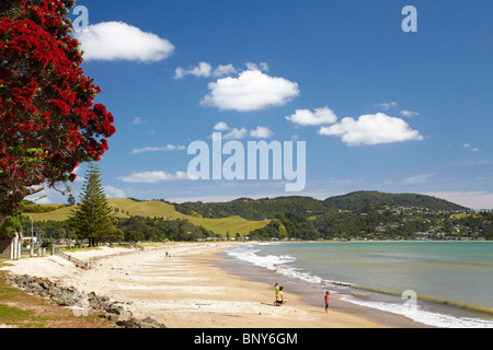 Pohutukawa Baum und Buffalo Beach, Whitianga, Coromandel Halbinsel, Nordinsel, Neuseeland Stockfoto