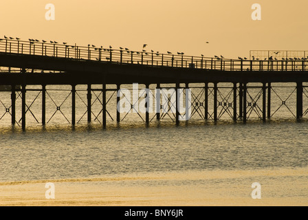 Möwen, die Schlange am Southend - auf - Meer Pier. Stockfoto