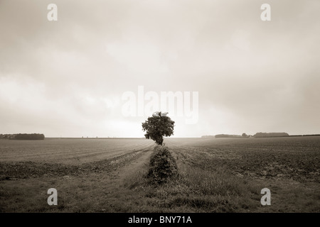 Einsamer Baum im Freiland Stockfoto