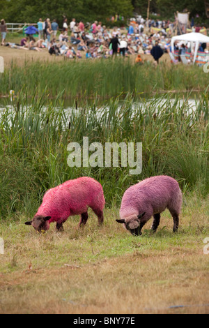 Gefärbte Schaf am Latitude Festival 2010, Southwold, Suffolk, Vereinigte, Königreich. Stockfoto