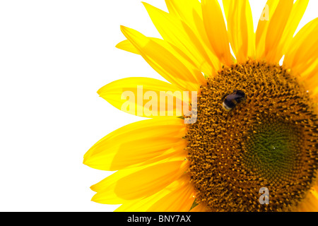 Schöne Sonnenblumen mit Hummel auf weißem Hintergrund Stockfoto