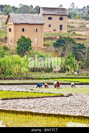 fünf Frauen Pflanzen Reis in eine Paddyfield in einem Dorf im zentralen Madagaskar; typisch für die Region im Hintergrund zwei Häuser Stockfoto