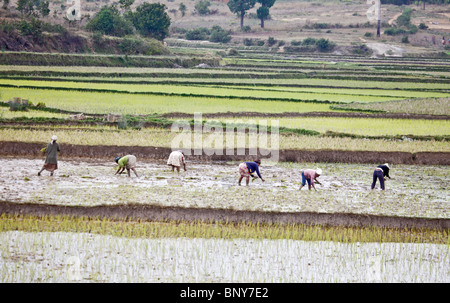 Sechs Frauen pflanzen Reis pflanzen in einem paddyfield im Zentrum von Madagaskar, wo Reis ist das Grundnahrungsmittel. Stockfoto