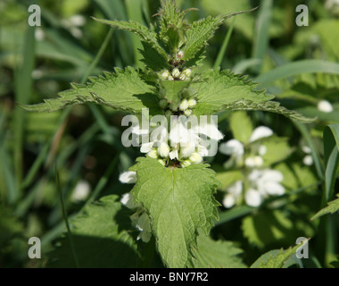 White Deadnettle (Lamium Album) blüht in Close Up, England, Großbritannien Stockfoto