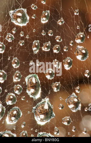 Wassertropfen auf Spinnen Web. Stockfoto