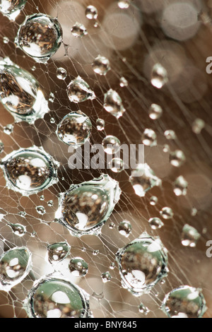 Wassertropfen auf Spinnen Web. Stockfoto
