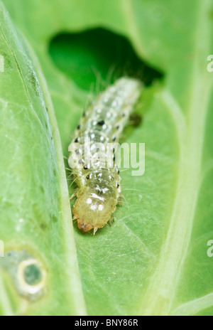 Raupe auf Kohlblatt. Stockfoto