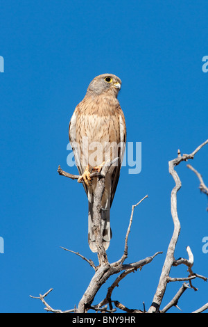 Lesser Kestrel, Falco Naumanni, Weiblich, Kgalagadi Transfrontier Park, Südafrika Stockfoto